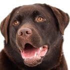 ממוחים לאילוף כלבים