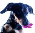 אילוף רוטווילר