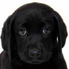 אילוף לברדור